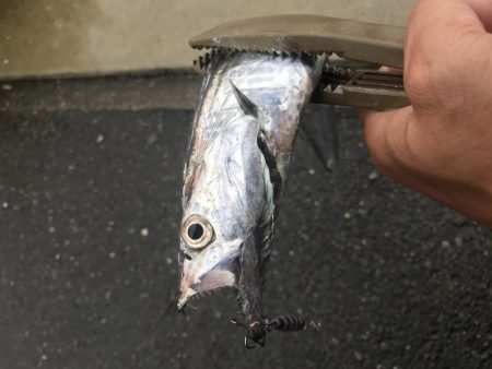 朝マズメの太刀魚釣り