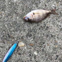 イワシっ子少なめうりぼうちょいまし