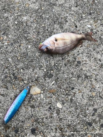 イワシっ子少なめうりぼうちょいまし