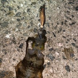 秋アオリイカ②