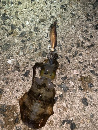 秋アオリイカ②