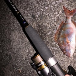 色々釣れました