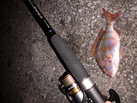 色々釣れました