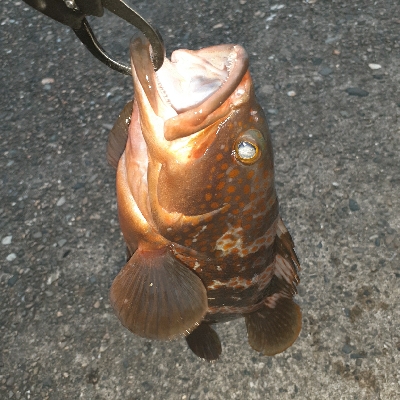 足元でくってきました