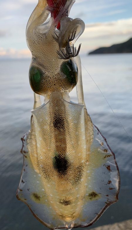 秋イカ開幕