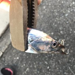 朝マズメの太刀魚釣り