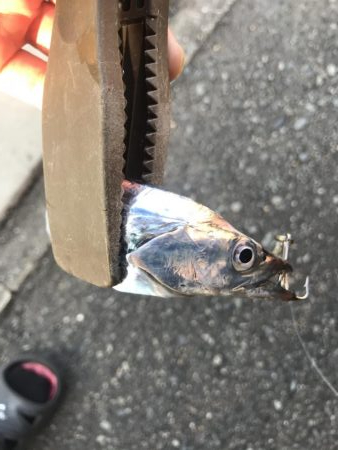 朝マズメの太刀魚釣り