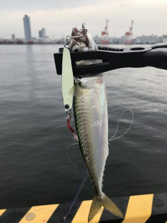太刀魚狙いが
