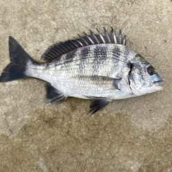 鳴尾浜海釣り公園にて