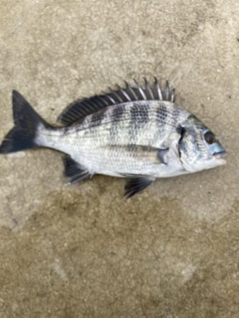 鳴尾浜海釣り公園にて