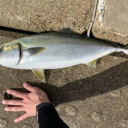 メジロ、ハマチ