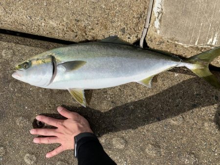 メジロ、ハマチ