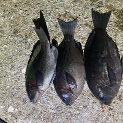 18時から20時間入れ食い