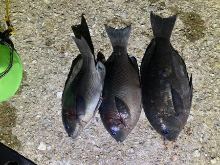 18時から20時間入れ食い