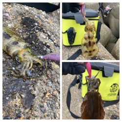 秋イカは数釣り＼(^o^)／