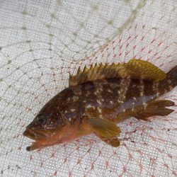 マイボート釣行