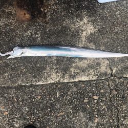 タチウオ勉強中