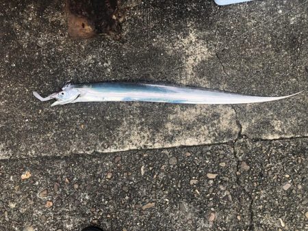 タチウオ勉強中