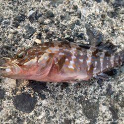 ダンゴでシオ！