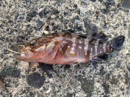 ダンゴでシオ！