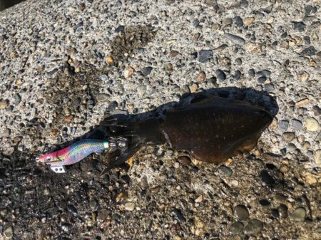 アオリイカエギング