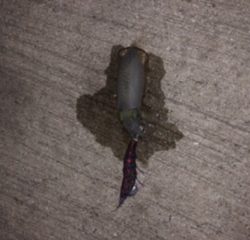 ナイトエギング