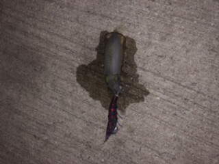 ナイトエギング