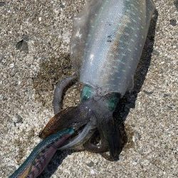 コロッケサイズ☆成長してますね♪