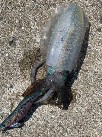 コロッケサイズ☆成長してますね♪