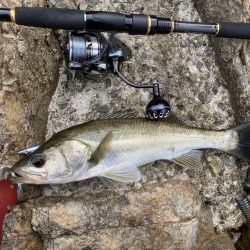 シーバス青物調査