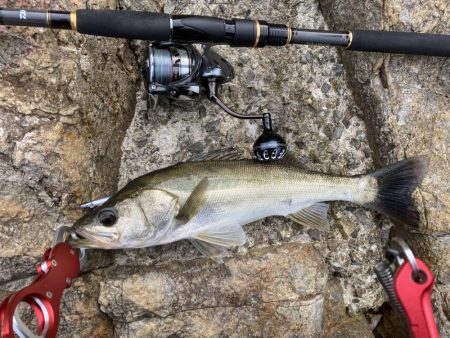 シーバス青物調査