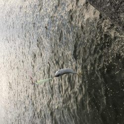 サバは裏切らない