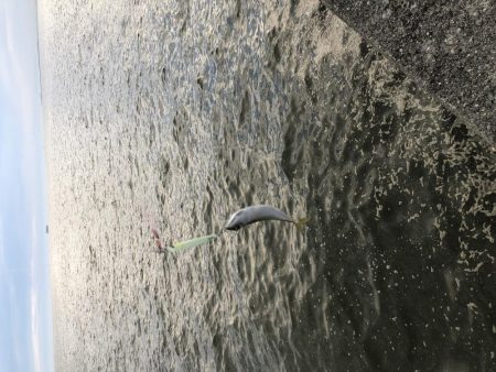 サバは裏切らない