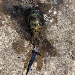 2021 佐渡ヶ島エギング 14回目