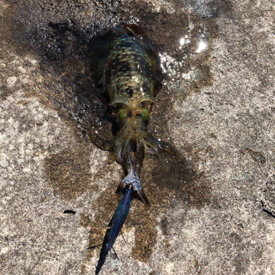 2021 佐渡ヶ島エギング 14回目