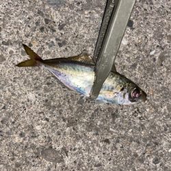 記憶に残る一匹