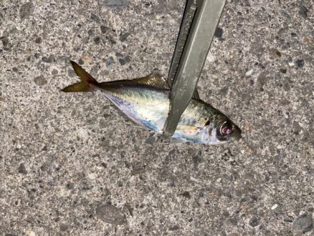 記憶に残る一匹