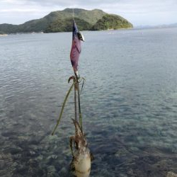 タダ巻き感謝DAY