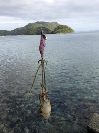 タダ巻き感謝DAY