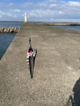 ベイトの戯れ　2