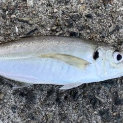 価値ある中アジ