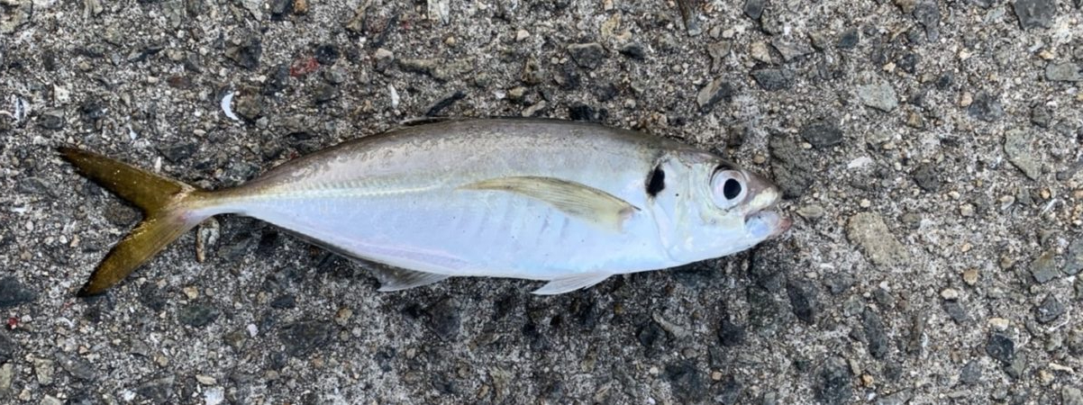 価値ある中アジ