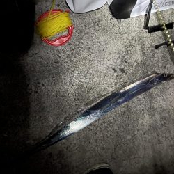 リベンジタチウオ