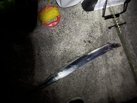 リベンジタチウオ