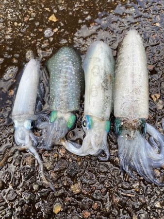 大潮のアオリイカ