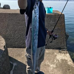 アオリイカ不発