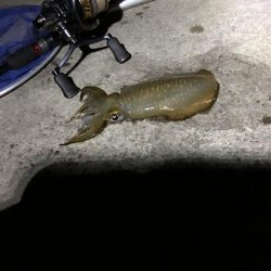 初ナイトエギング