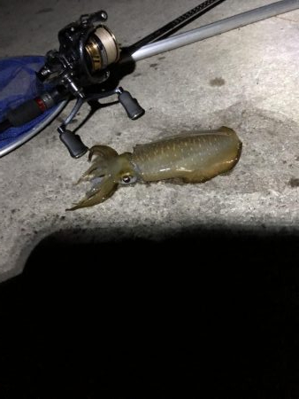 初ナイトエギング