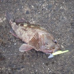 よく釣れました!