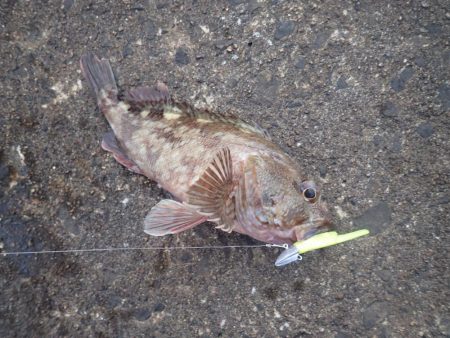 よく釣れました!